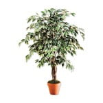 Fikus Benjamin ali Benjaminovec drobnolistni Fikus Benjamin ali Benjaminovec (drobnolistni)