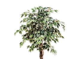 Fikus Benjamin ali Benjaminovec drobnolistni Fikus Benjamin ali Benjaminovec (drobnolistni)