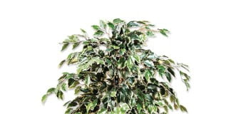 Fikus Benjamin ali Benjaminovec drobnolistni Fikus Benjamin ali Benjaminovec (drobnolistni)