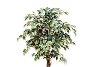 Fikus Benjamin ali Benjaminovec drobnolistni Fikus Benjamin ali Benjaminovec (drobnolistni)