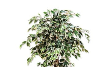 Fikus Benjamin ali Benjaminovec drobnolistni Fikus Benjamin ali Benjaminovec (drobnolistni)