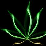 Konoplja – Pravilo 420?