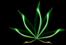 Konoplja – Pravilo 420?