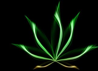 Konoplja – Pravilo 420?