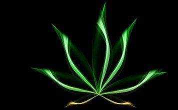 Konoplja – Pravilo 420?