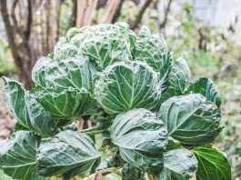 Razstrupljanje telesa ali detoksikacija Razstrupljanje telesa ali detoksikacija