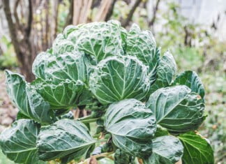 Razstrupljanje telesa ali detoksikacija Razstrupljanje telesa ali detoksikacija