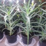 Aloe Arborescens, drevesasta aloja, zdravilna aloja Aloe Arborescens, drevesasta aloja, zdravilna aloja
