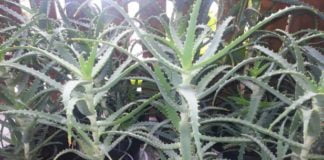 Aloe Arborescens, drevesasta aloja, zdravilna aloja Aloe Arborescens, drevesasta aloja, zdravilna aloja