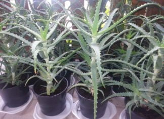 Aloe Arborescens, drevesasta aloja, zdravilna aloja Aloe Arborescens, drevesasta aloja, zdravilna aloja