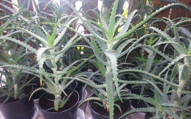 Aloe Arborescens, drevesasta aloja, zdravilna aloja Aloe Arborescens, drevesasta aloja, zdravilna aloja