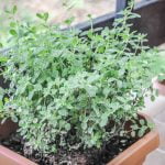 Origanum majorana ali Majaron (vrtni, sladki origano, dobra misel) Origanum majorana ali Majaron (vrtni, sladki origano, dobra misel)