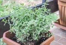 Origanum majorana ali Majaron (vrtni, sladki origano, dobra misel) Origanum majorana ali Majaron (vrtni, sladki origano, dobra misel)