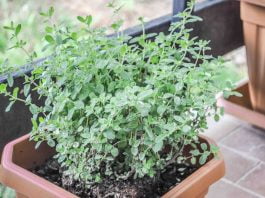 Origanum majorana ali Majaron (vrtni, sladki origano, dobra misel) Origanum majorana ali Majaron (vrtni, sladki origano, dobra misel)
