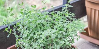 Origanum majorana ali Majaron (vrtni, sladki origano, dobra misel) Origanum majorana ali Majaron (vrtni, sladki origano, dobra misel)