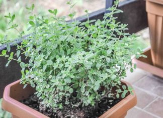 Origanum majorana ali Majaron (vrtni, sladki origano, dobra misel) Origanum majorana ali Majaron (vrtni, sladki origano, dobra misel)