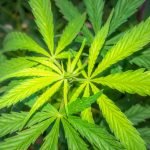 Kazen, globa za joint, konopljo, marihuano – Vse kar morate vedeti! Kazen, globa za joint, konopljo, marihuano – Vse kar morate vedeti!
