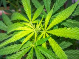 Kazen, globa za joint, konopljo, marihuano – Vse kar morate vedeti! Kazen, globa za joint, konopljo, marihuano – Vse kar morate vedeti!