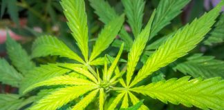 Kazen, globa za joint, konopljo, marihuano – Vse kar morate vedeti! Kazen, globa za joint, konopljo, marihuano – Vse kar morate vedeti!