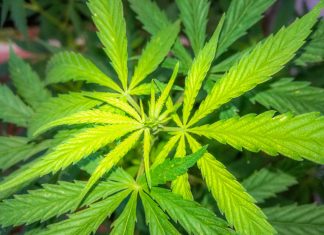 Kazen, globa za joint, konopljo, marihuano – Vse kar morate vedeti! Kazen, globa za joint, konopljo, marihuano – Vse kar morate vedeti!