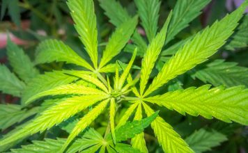 Kazen, globa za joint, konopljo, marihuano – Vse kar morate vedeti! Kazen, globa za joint, konopljo, marihuano – Vse kar morate vedeti!