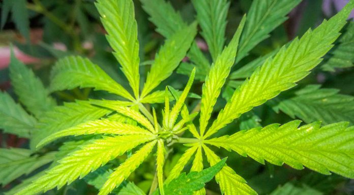Kazen, globa za joint, konopljo, marihuano – Vse kar morate vedeti! Kazen, globa za joint, konopljo, marihuano – Vse kar morate vedeti!