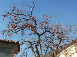 Aditivi, prehranski dodatki Aditivi, prehranski dodatki