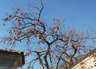 Aditivi, prehranski dodatki Aditivi, prehranski dodatki