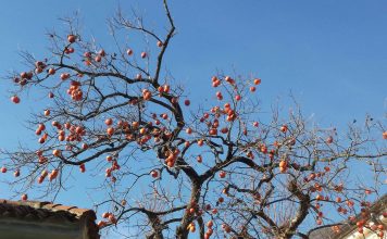 Aditivi, prehranski dodatki Aditivi, prehranski dodatki