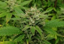 Razstrupljanje telesa, Marihuana Razstrupljanje telesa – Marihuana