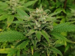 Razstrupljanje telesa, Marihuana Razstrupljanje telesa – Marihuana