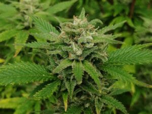 Policijski »informatorji« ali ovaduhi na preži za vozniki 7 Razstrupljanje telesa – Marihuana