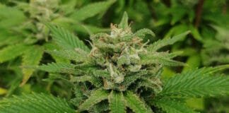 Razstrupljanje telesa, Marihuana Razstrupljanje telesa – Marihuana