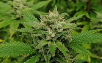 Razstrupljanje telesa, Marihuana Razstrupljanje telesa – Marihuana